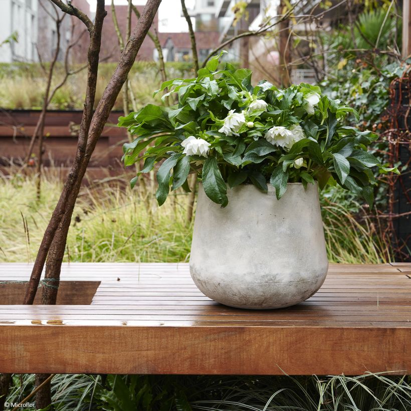 Hellébore orientale ViV Amalia (Port)