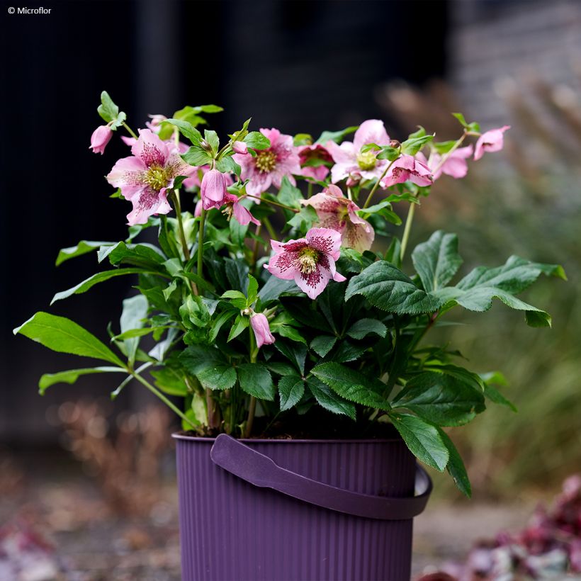 Hellébore orientale ViV Celestina (Port)