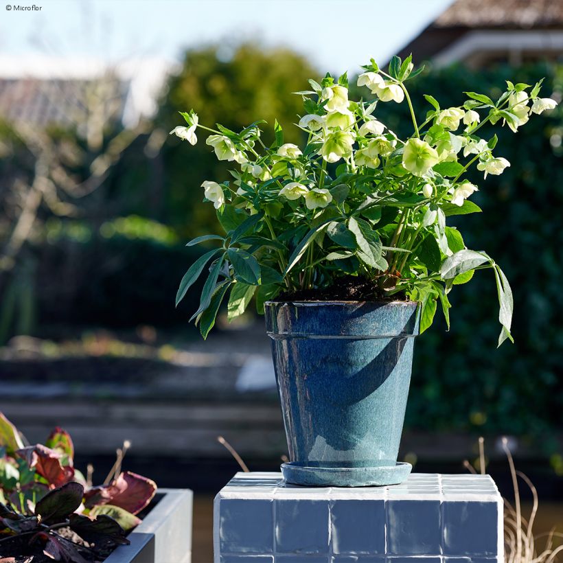 Hellébore orientale ViV Clarissa (Port)