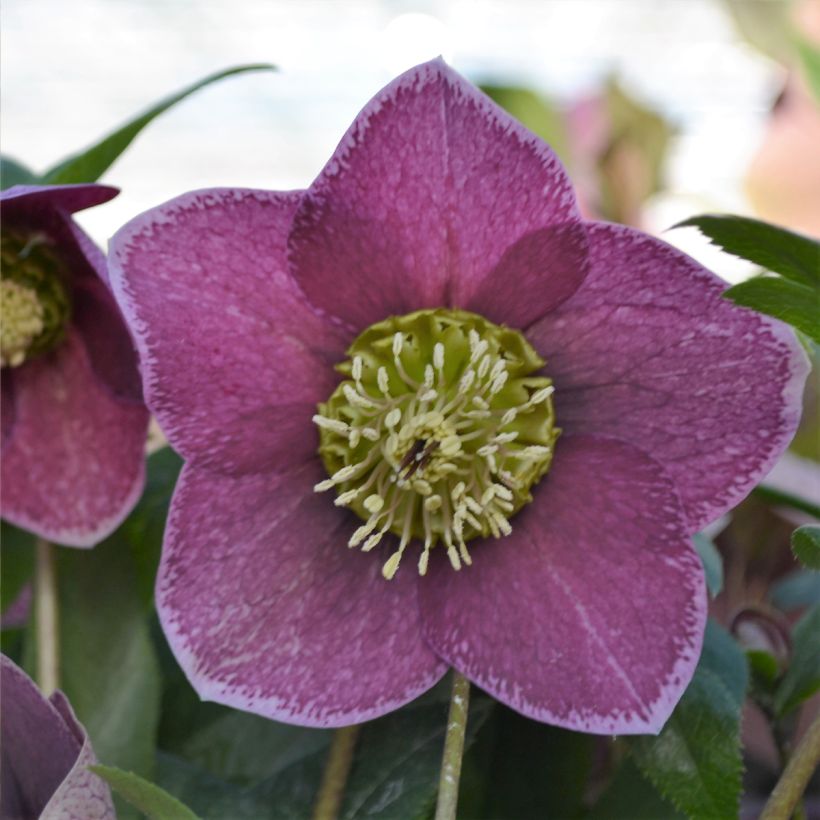 Hellébore orientale ViV Elsa (Flowering)
