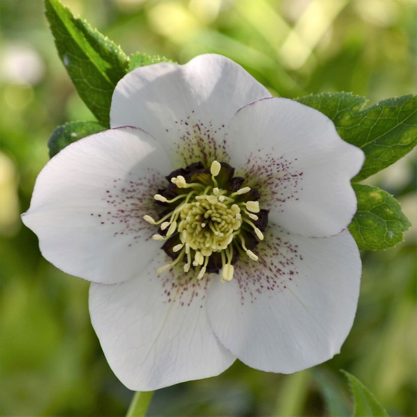 Hellébore orientale ViV Giorgia (Floraison)