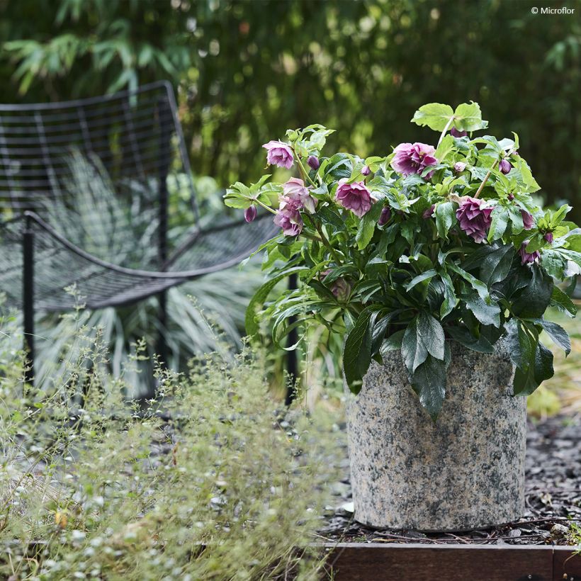 Hellébore orientale ViV Laura (Port)