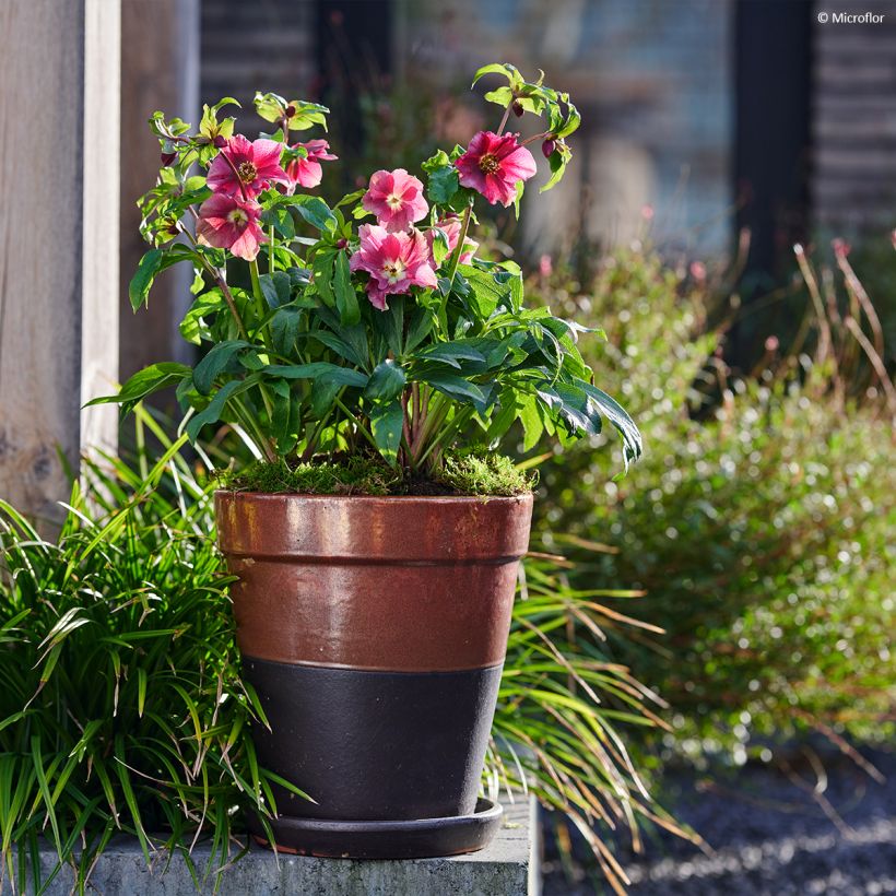 Hellébore orientale ViV Patrizia (Plant habit)