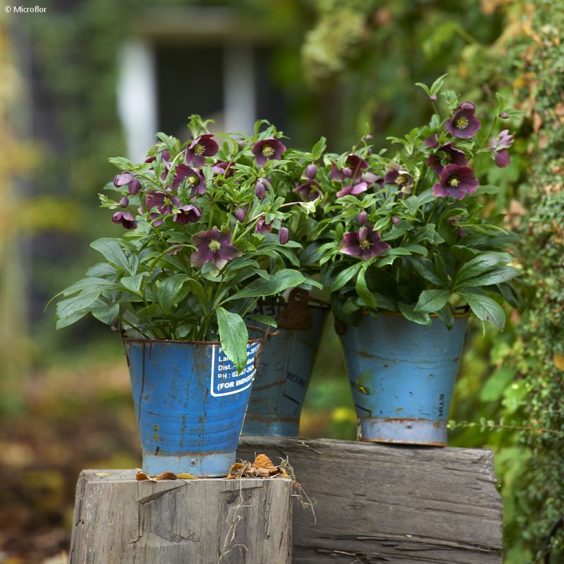 Hellébore orientale ViV Victoria (Port)