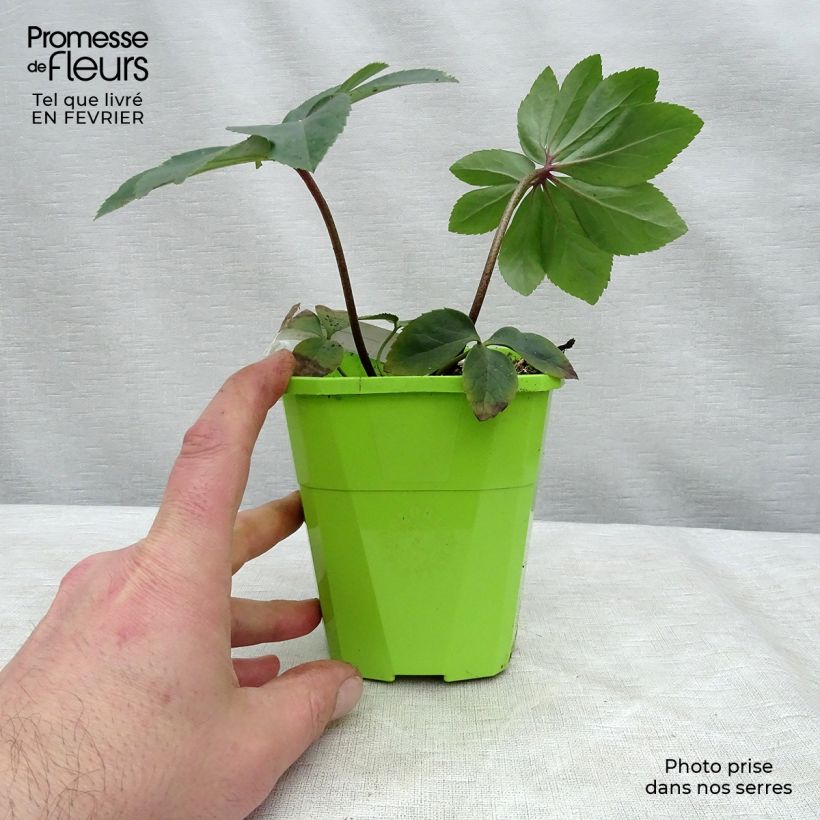 Spécimen de Hellebore Walberton's Rosemary - Rose de Noël hybride Pot de 1L/1,5L tel que livré en hiver