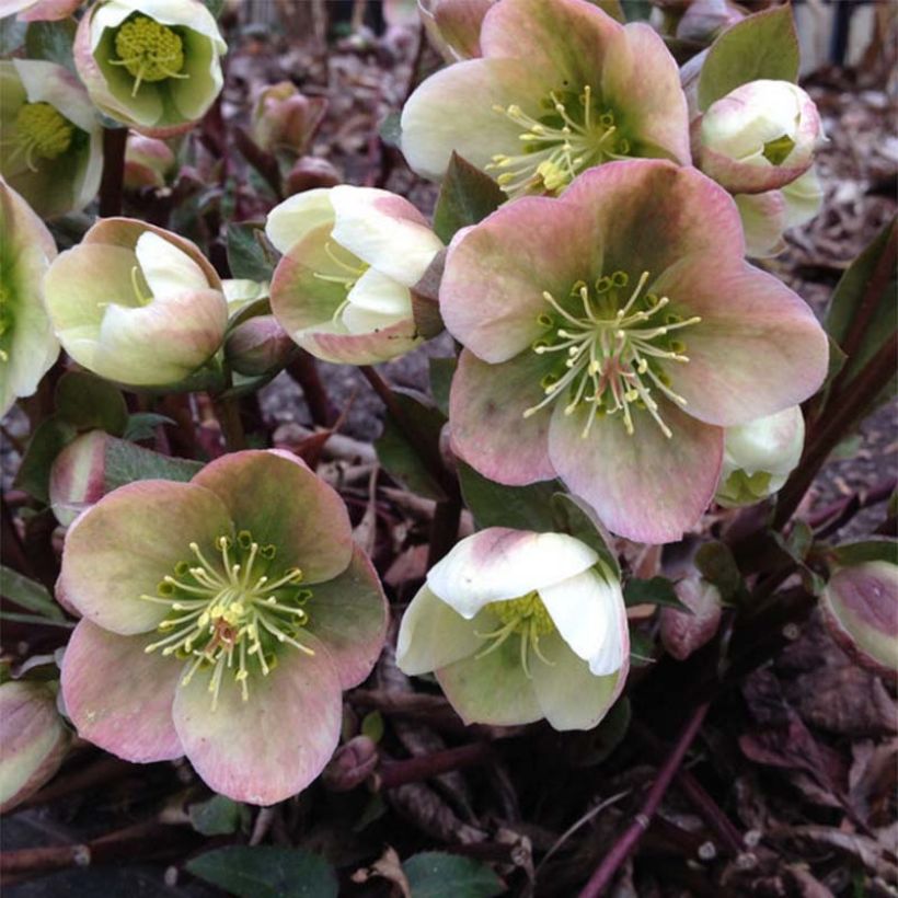 Hellebore ericsmithii (Flowering)