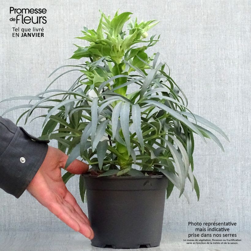 Spécimen de Helleborus foetidus Sopron Pot de 2L/3L tel que livré en hiver