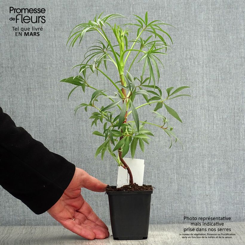 Example of Hellébore foetidus Wester Flisk Godet de 8/9 cm as you get in printemps