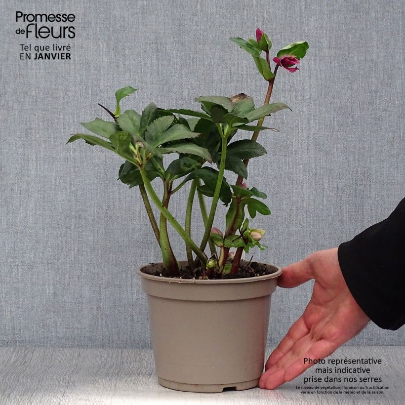 Spécimen de Hellébore lemperii Leila Pot de 2L/3L tel que livré en hiver