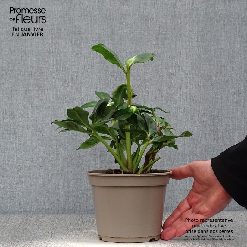 Spécimen de Hellébore lemperii Linda Pot de 2L/3L tel que livré en hiver