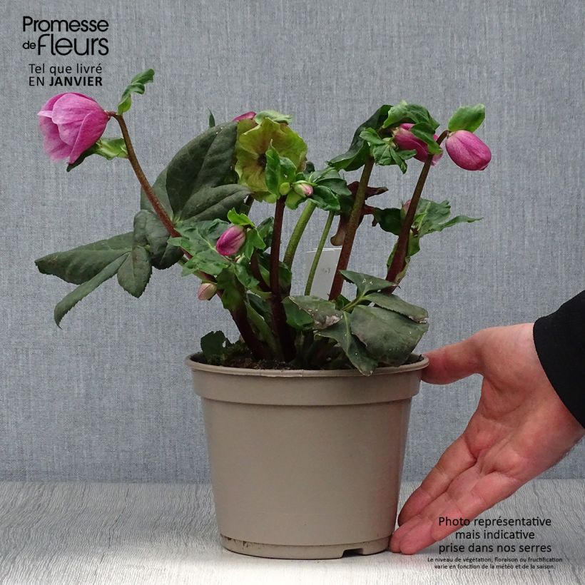 Spécimen de Hellébore lemperii Lulu Pot de 2L/3L tel que livré en hiver