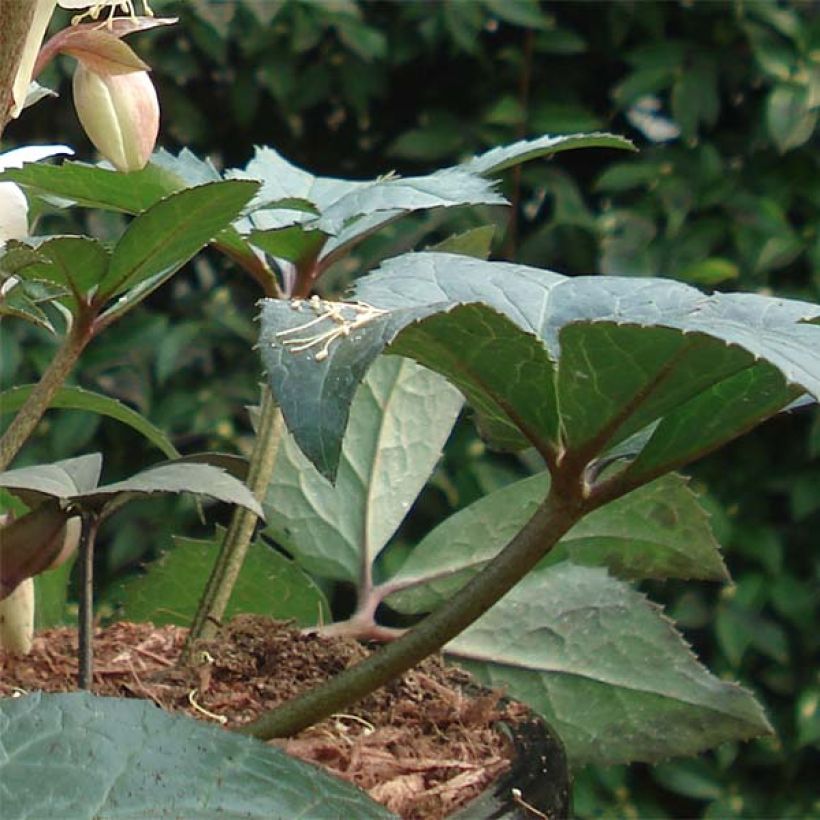 Hellébore nigercors Emma (Feuillage)