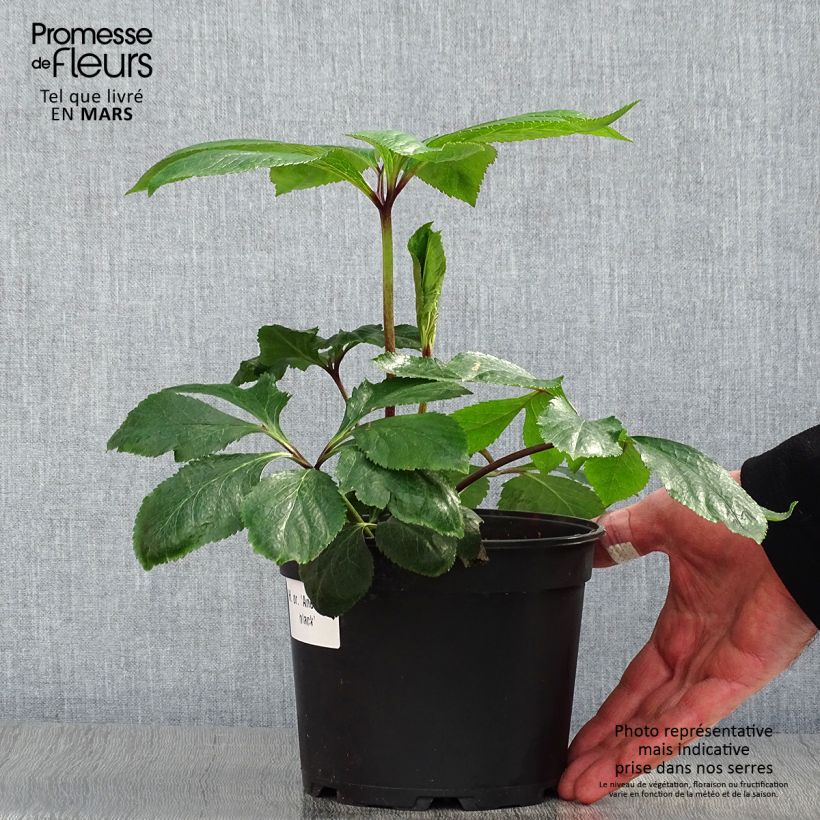 Spécimen de Hellébore orientale Anémone Noire Pot de 2L/3L tel que livré au printemps