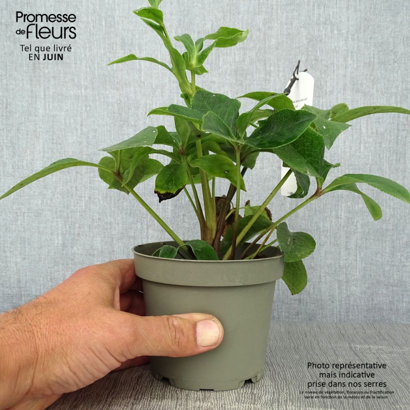 Spécimen de Hellébore orientale Anémone Rouge Pot de 12 cm / 13 cm tel que livré en été