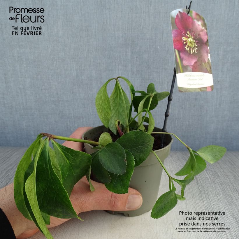 Example of Hellébore orientale Anémone Rouge Pot de 12 cm / 13 cm as you get in hiver