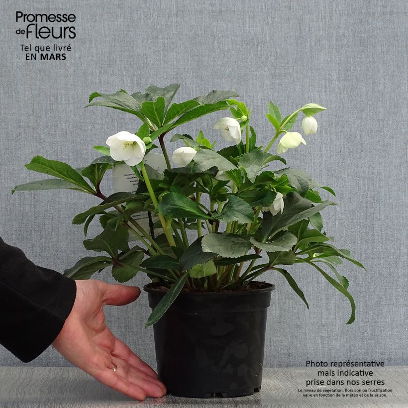 Example of Hellébore orientale Blanc Pot de 2L/3L as you get in printemps