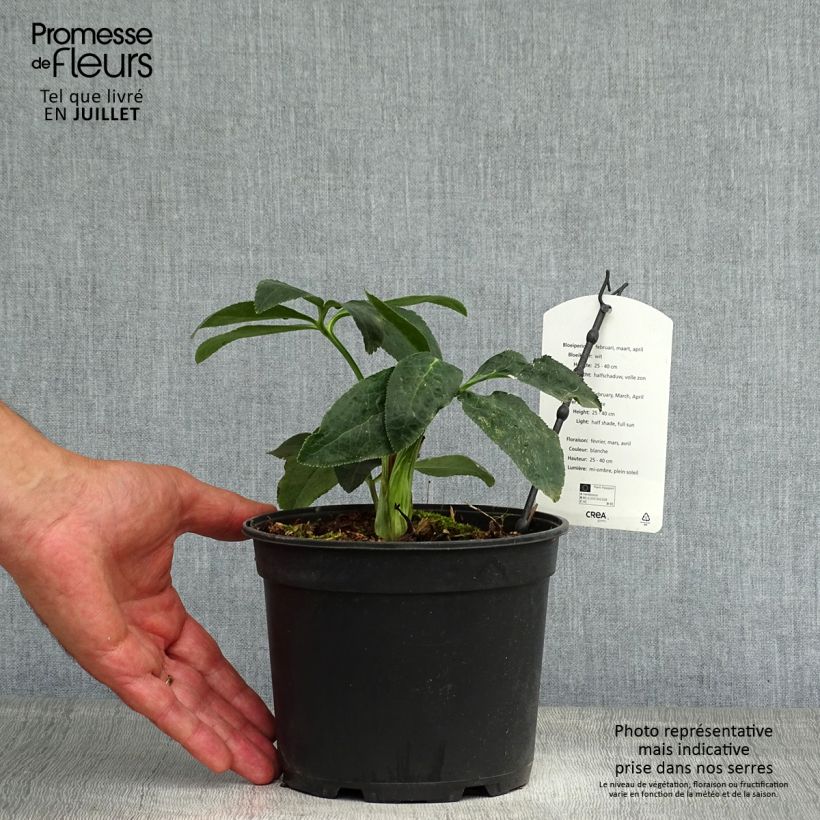 Spécimen de Hellébore orientale Double Blanc Pot de 2L/3L tel que livré en été