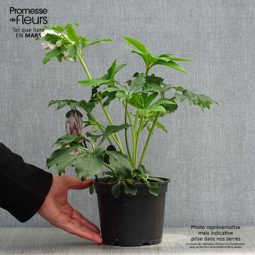 Example of Hellébore orientale Double Blanc guttatus Pot de 2L/3L as you get in printemps