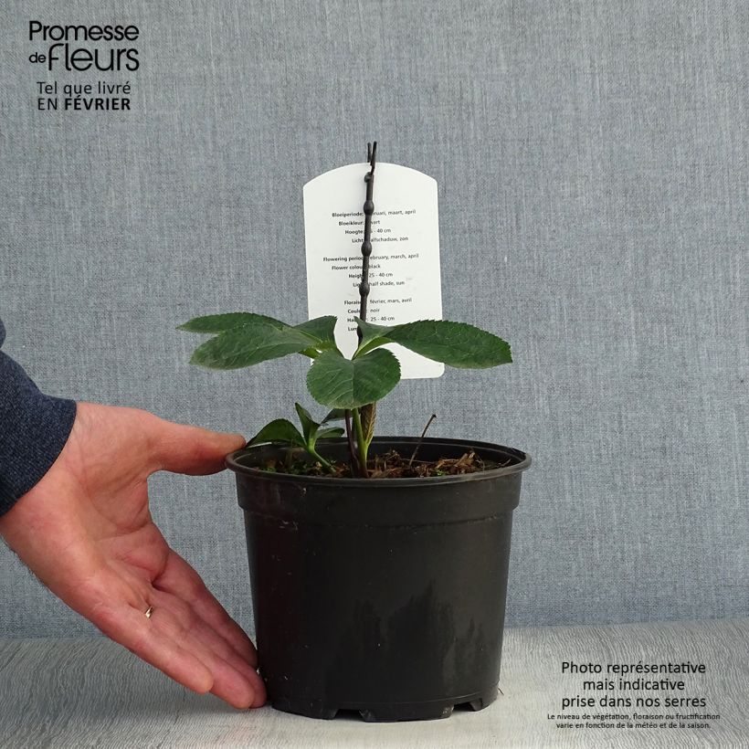 Spécimen de Hellébore orientale Double Noire Pot de 2L/3L tel que livré en hiver