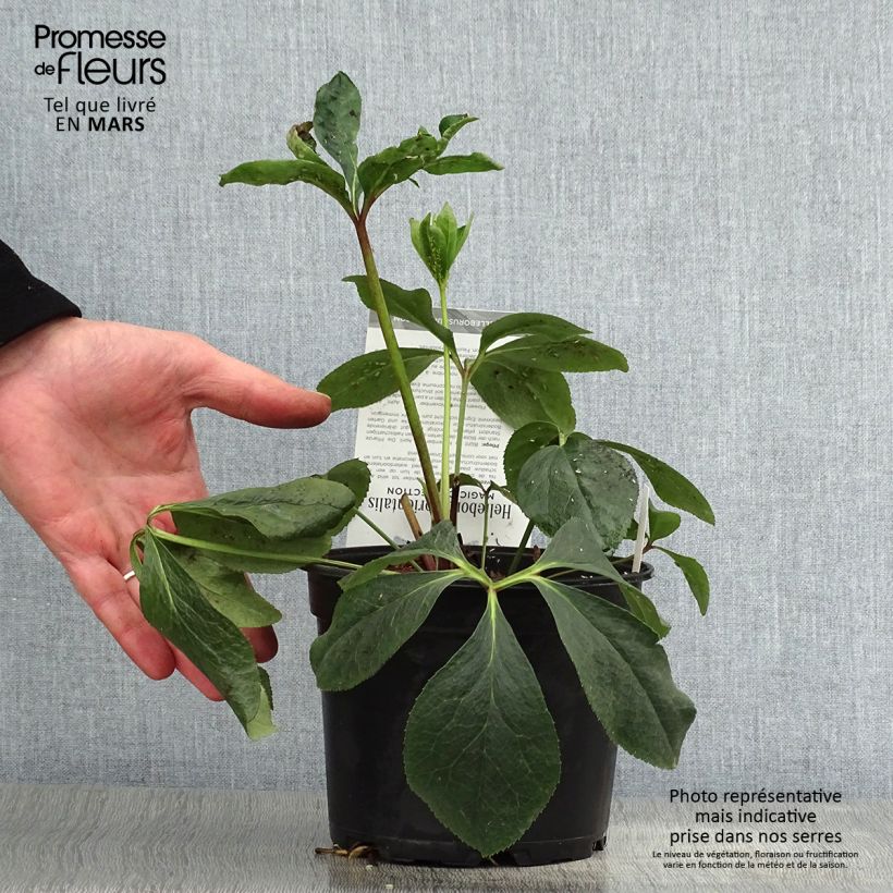 Example of Hellébore orientale Double Picotée Pot de 2L/3L as you get in printemps