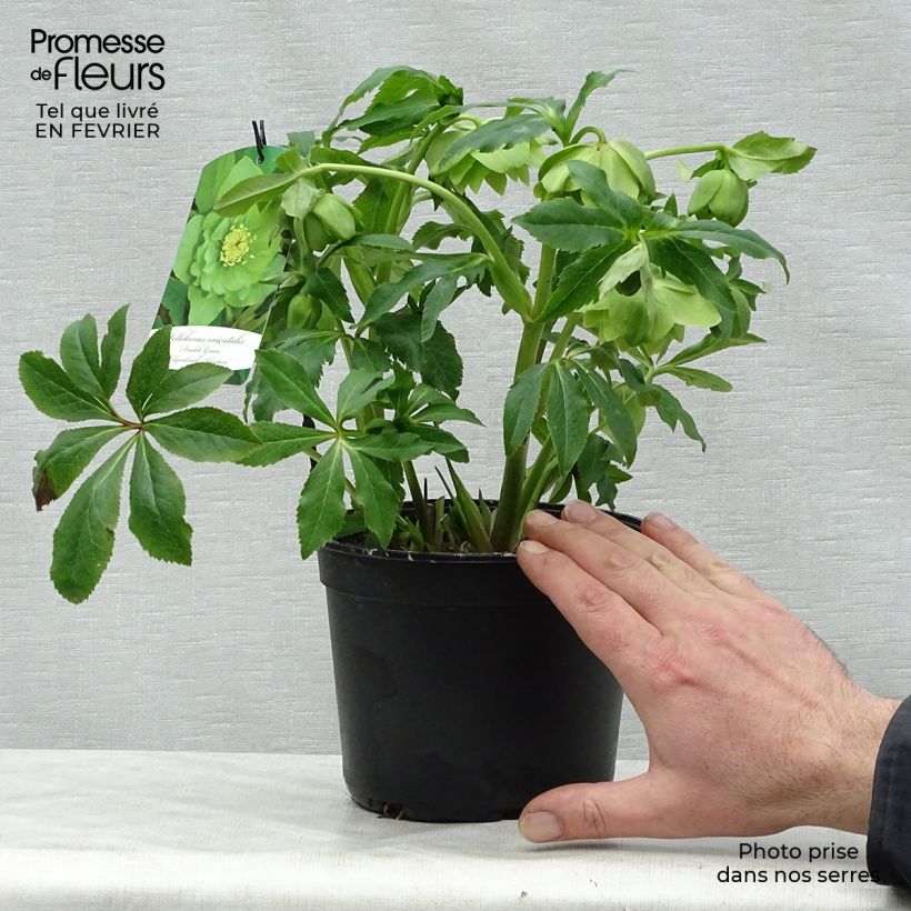 Example of Hellébore orientale Double Vert pistache Pot de 2L/3L as you get in hiver