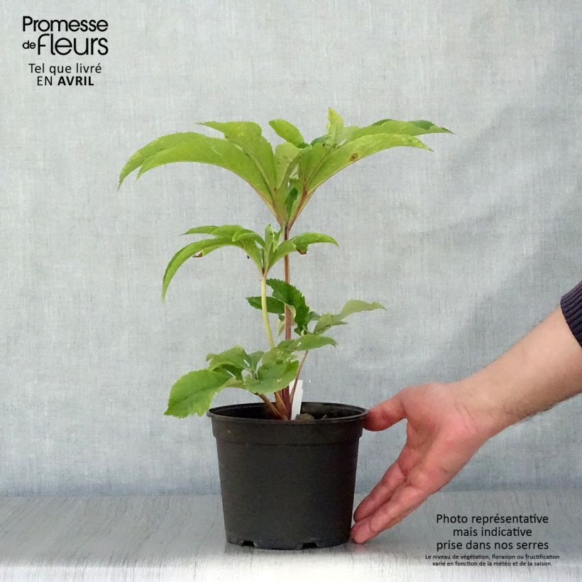 Example of Hellébore orientale Fuchsia à coeur Jaune Pot de 2L/3L as you get in printemps