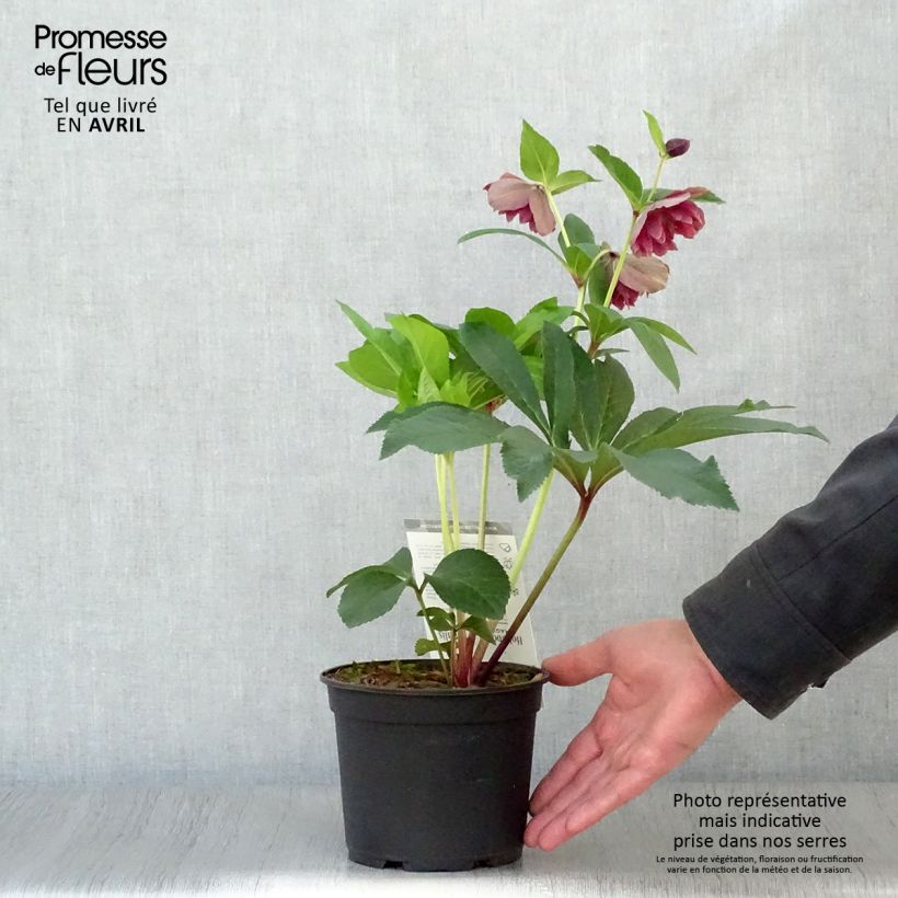 Example of Hellébore orientale Magic Double Rouge Pot de 2L/3L as you get in printemps