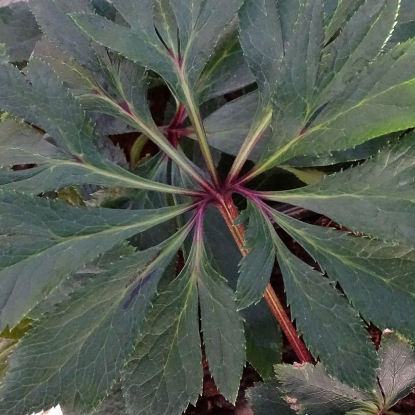 Hellébore orientale Magic Double Rouge (Foliage)