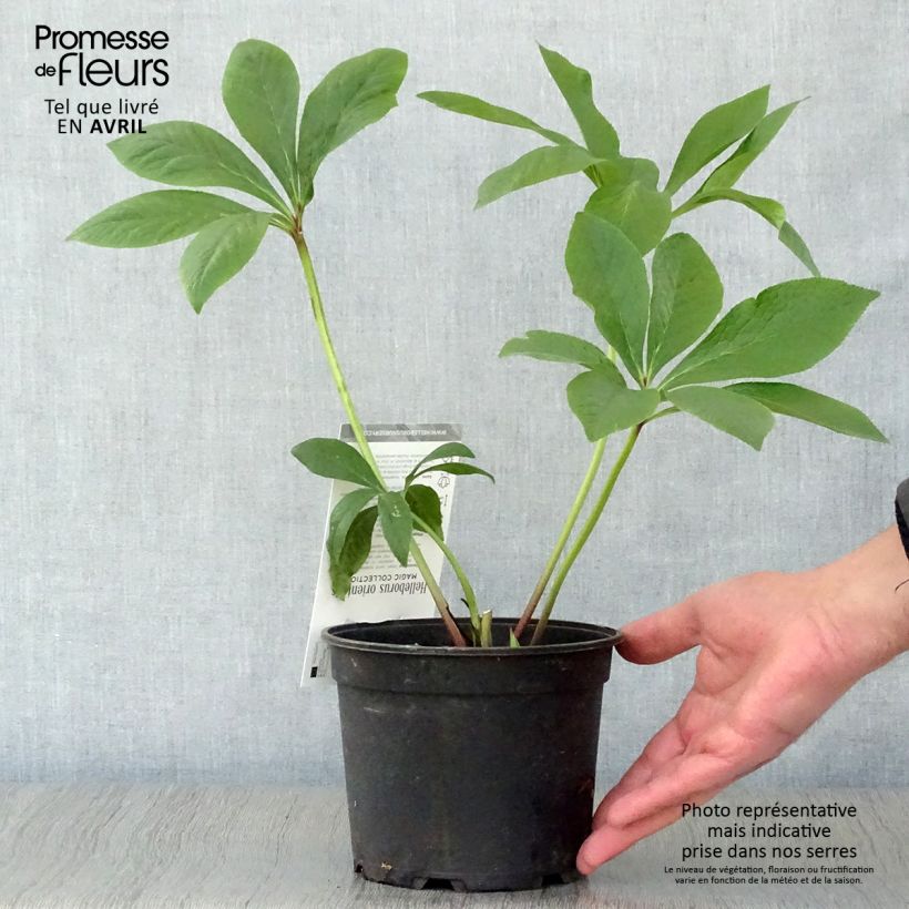 Example of Hellebore orientale Magic Double rose Pot de 2L/3L as you get in printemps