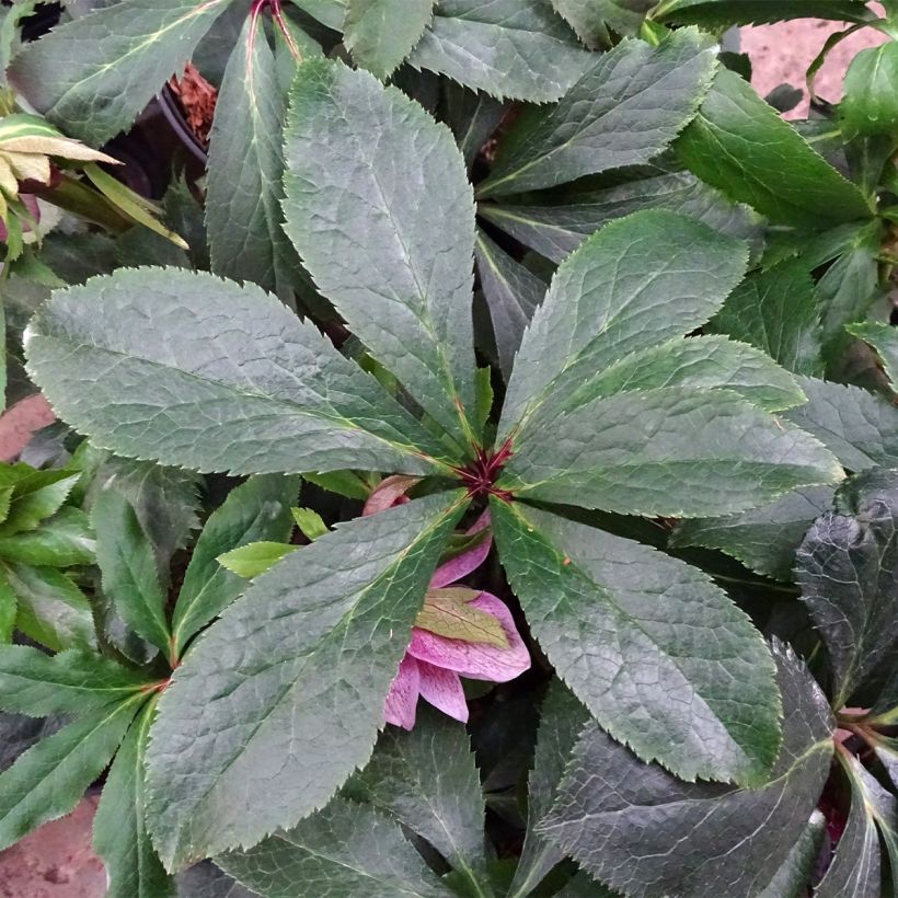 Hellebore orientale Magic Double rose (Foliage)