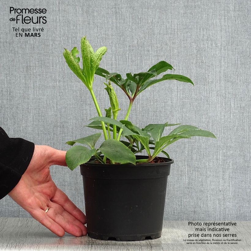 Spécimen de Hellébore orientale Rose Pot de 2L/3L tel que livré au printemps