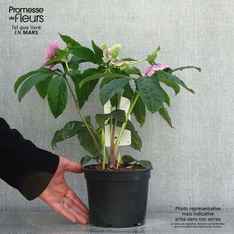 Example of Hellébore orientale Rose guttatus Pot de 2L/3L as you get in printemps