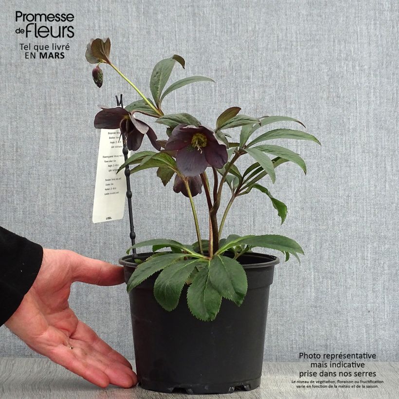Example of Hellébore orientale Slaty Blue Pot de 2L/3L as you get in printemps