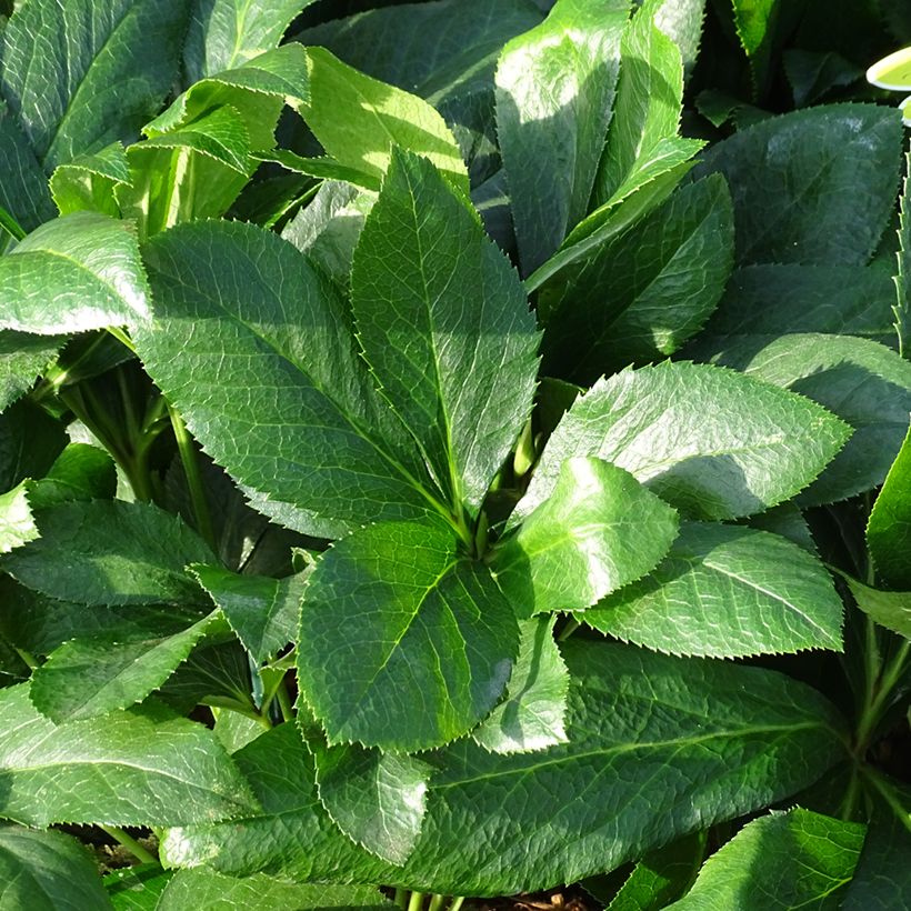 Hellébore orientale ViV Alessandra (Feuillage)