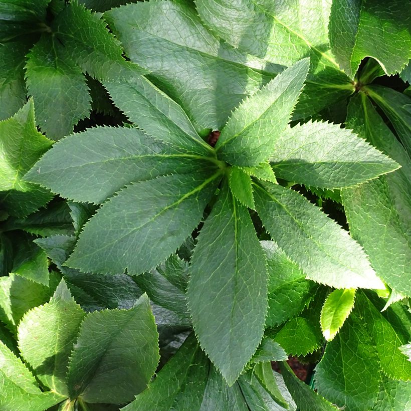 Hellébore orientale ViV Alessia (Feuillage)