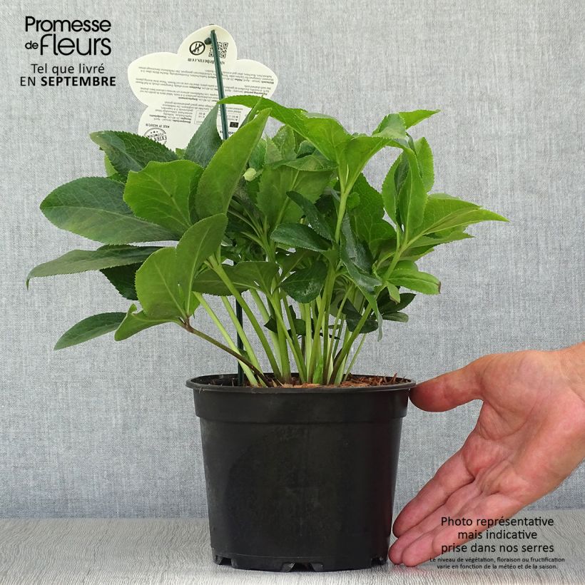 Spécimen de Hellébore orientale ViV Antonella Pot de 2L/3L tel que livré en automne