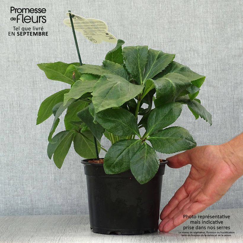 Spécimen de Hellébore orientale ViV Benedetta Pot de 2L/3L tel que livré en automne