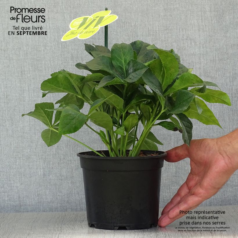 Spécimen de Hellébore orientale ViV Catharina Pot de 2L/3L tel que livré en automne