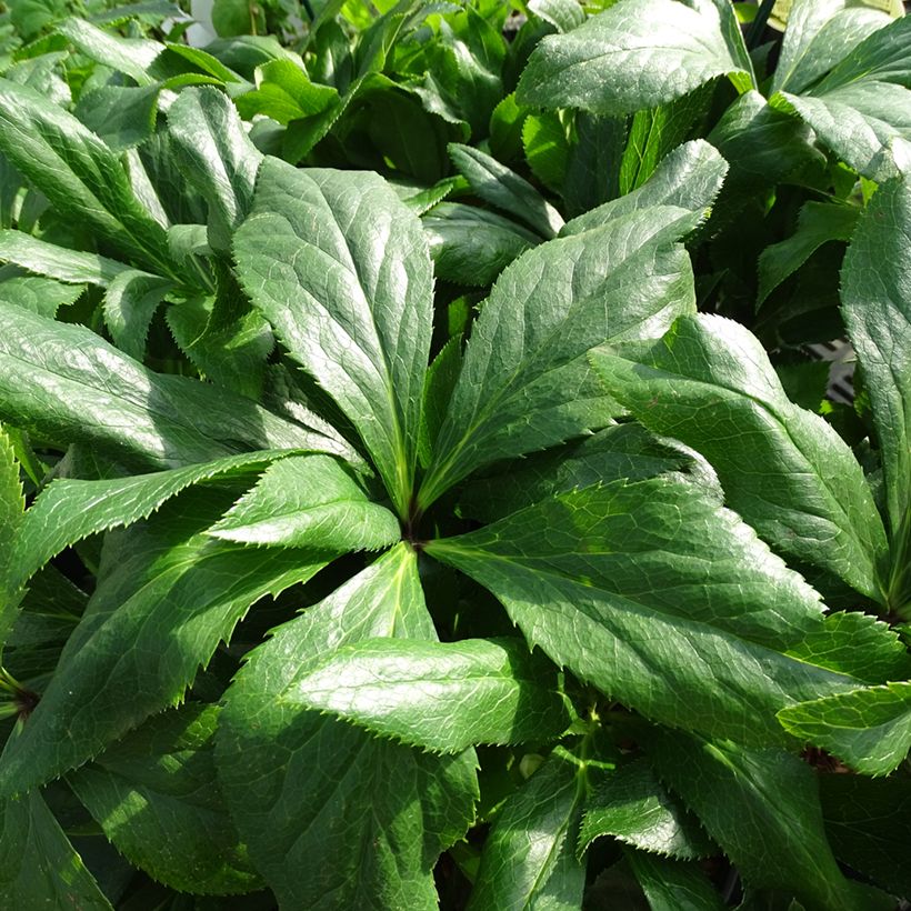 Hellébore orientale ViV Celestina (Feuillage)