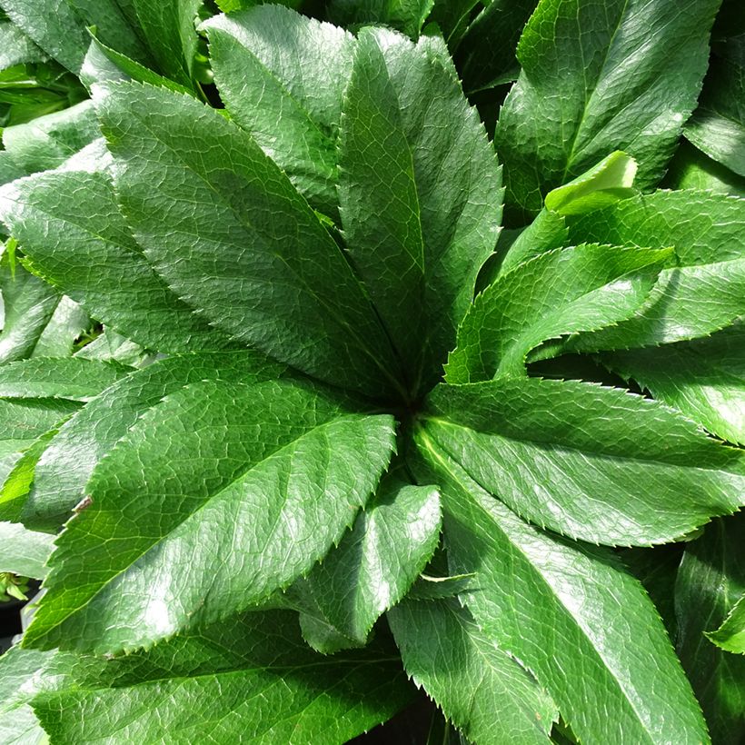 Hellébore orientale ViV Cinzia (Foliage)
