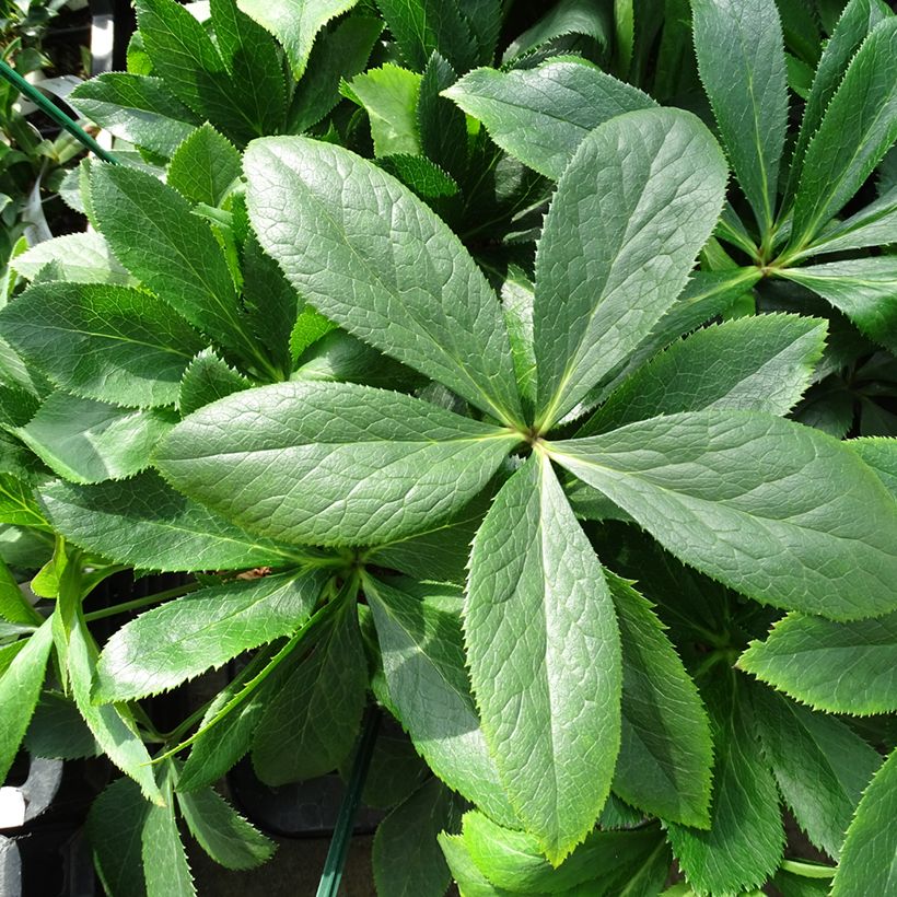 Hellébore orientale ViV Clarissa (Feuillage)