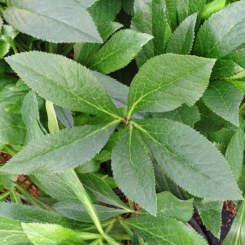 Hellébore orientale ViV Eleonora (Feuillage)