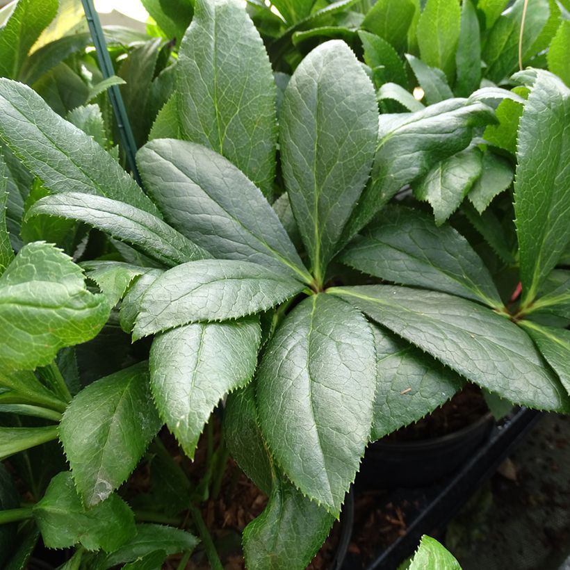 Hellébore orientale ViV Eloisa (Feuillage)