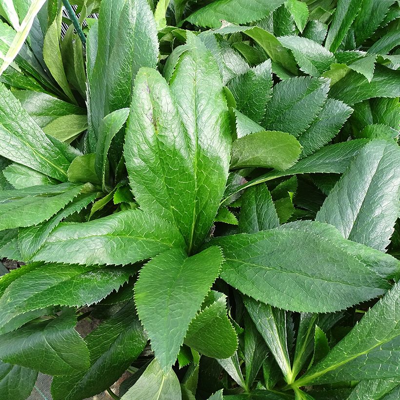 Hellébore orientale ViV Elsa (Foliage)