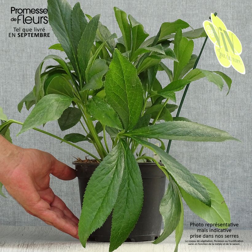 Spécimen de Hellébore orientale ViV Elsa Pot de 2L/3L tel que livré en automne