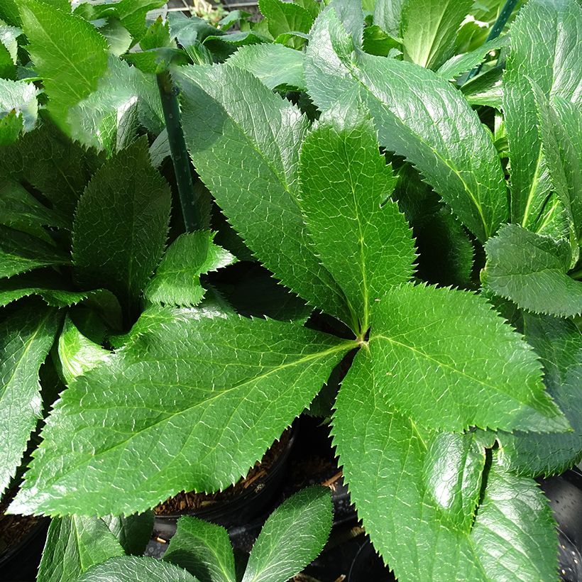 Hellébore orientale ViV Fiorentina (Foliage)