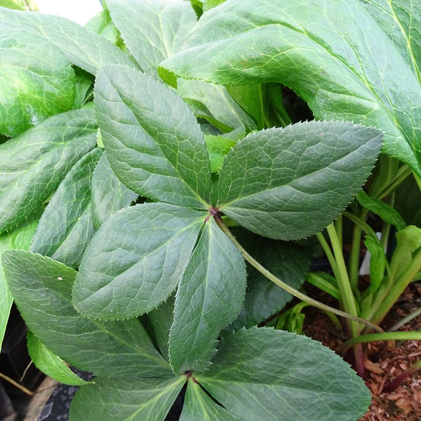 Hellébore orientale ViV Gianina (Feuillage)