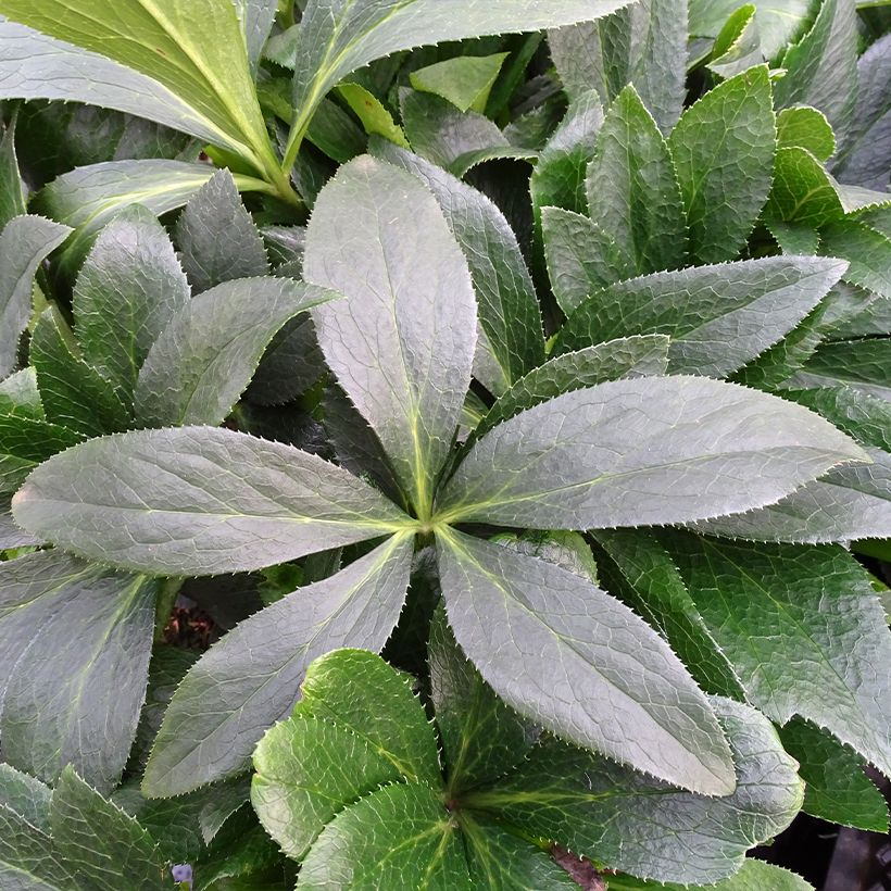 Hellébore orientale ViV Halina (Feuillage)