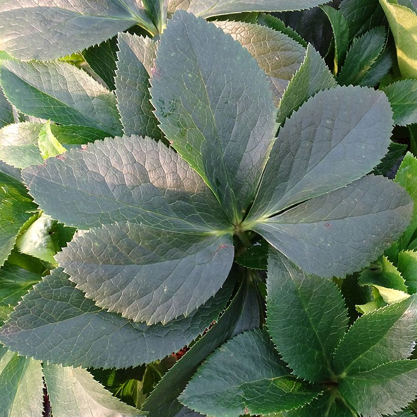 Hellébore orientale ViV Lucrezia (Feuillage)