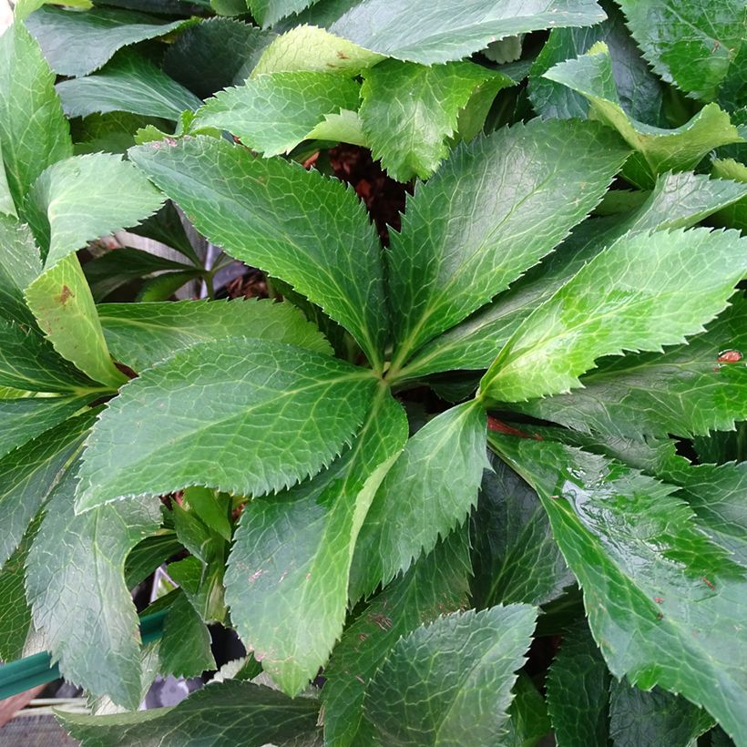 Hellébore orientale ViV Micaela (Feuillage)